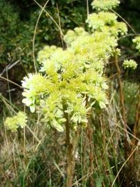 Fotografia da espécie Sedum sediforme