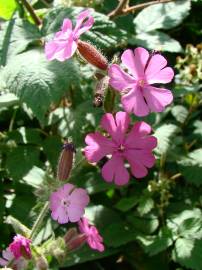 Fotografia da espécie Silene dioica