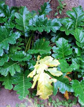 Fotografia 3 da espécie Acanthus mollis no Jardim Botânico UTAD