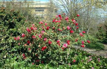 Natureza