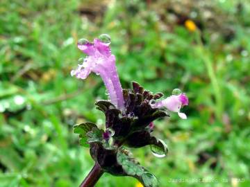 Fotografia da espécie Lamium amplexicaule