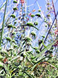 Fotografia da espécie Mentha cervina