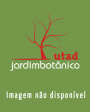 Fotografia da espécie Sarcocornia perennis