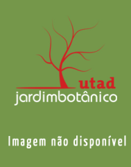 Arenaria querioides subesp. fontiqueri