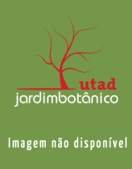 Rubus brigantinus