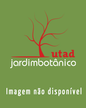 Fotografia de capa Rubus henriquesii - do Jardim Botânico