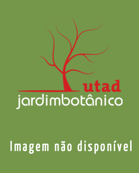 Fotografia de capa Taraxacum marginellum - do Jardim Botânico