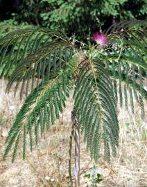 Fotografia da espécie Albizia julibrissin