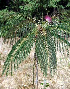 Fotografia 3 da espécie Albizia julibrissin no Jardim Botânico UTAD