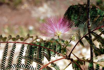 Fotografia da espécie Albizia julibrissin