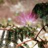 Fotografia 4 da espécie Albizia julibrissin do Jardim Botânico UTAD