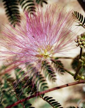 Fotografia 5 da espécie Albizia julibrissin no Jardim Botânico UTAD