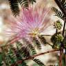 Fotografia 5 da espécie Albizia julibrissin do Jardim Botânico UTAD