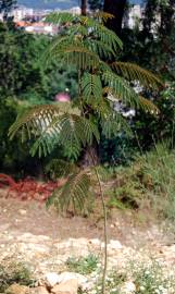 Fotografia da espécie Albizia julibrissin