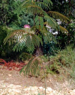 Fotografia 6 da espécie Albizia julibrissin no Jardim Botânico UTAD