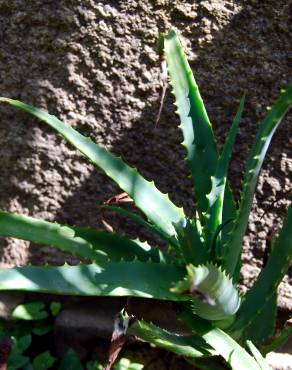 Fotografia 2 da espécie Aloe vera no Jardim Botânico UTAD