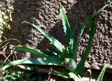 Fotografia da espécie Aloe vera