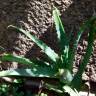 Fotografia 2 da espécie Aloe vera do Jardim Botânico UTAD