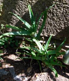 Fotografia da espécie Aloe vera