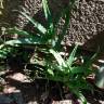 Fotografia 3 da espécie Aloe vera do Jardim Botânico UTAD