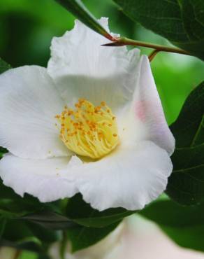 Fotografia 1 da espécie Camellia reticulata no Jardim Botânico UTAD