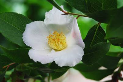 Fotografia da espécie Camellia reticulata