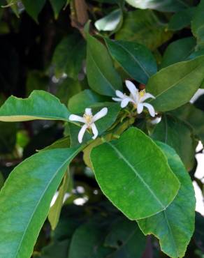 Fotografia 3 da espécie Citrus limon no Jardim Botânico UTAD