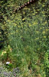 Fotografia da espécie Foeniculum vulgare