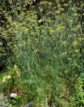 Fotografia 4 da espécie Foeniculum vulgare no Jardim Botânico UTAD