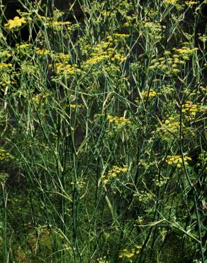 Fotografia 5 da espécie Foeniculum vulgare no Jardim Botânico UTAD