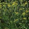 Fotografia 5 da espécie Foeniculum vulgare do Jardim Botânico UTAD