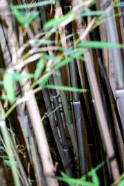 Fotografia da espécie Phyllostachys nigra