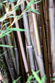 Fotografia da espécie Phyllostachys nigra