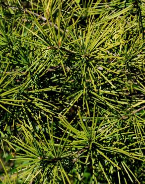 Fotografia 3 da espécie Sciadopitys verticillata no Jardim Botânico UTAD