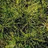 Fotografia 3 da espécie Sciadopitys verticillata do Jardim Botânico UTAD