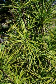 Fotografia da espécie Sciadopitys verticillata