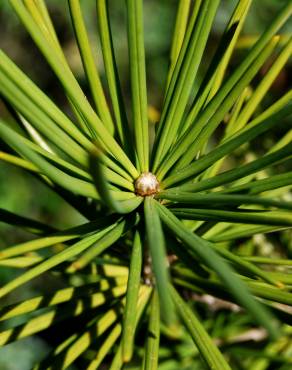 Fotografia 5 da espécie Sciadopitys verticillata no Jardim Botânico UTAD