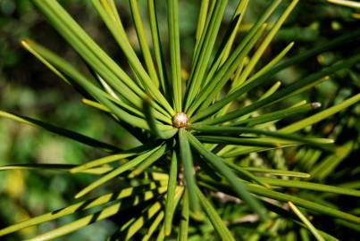 Fotografia da espécie Sciadopitys verticillata