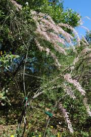 Fotografia da espécie Tamarix parviflora