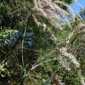 Fotografia 2 da espécie Tamarix parviflora do Jardim Botânico UTAD