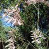 Fotografia 3 da espécie Tamarix parviflora do Jardim Botânico UTAD