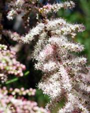 Fotografia da espécie Tamarix parviflora