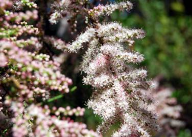 Fotografia da espécie Tamarix parviflora