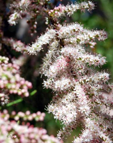 Fotografia de capa Tamarix parviflora - do Jardim Botânico