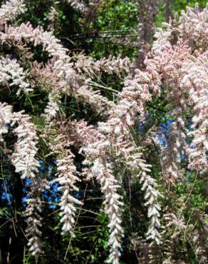 Fotografia 4 da espécie Tamarix parviflora no Jardim Botânico UTAD