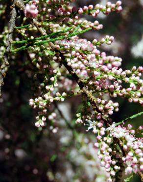 Fotografia 5 da espécie Tamarix parviflora no Jardim Botânico UTAD