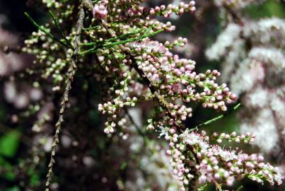 Fotografia da espécie Tamarix parviflora