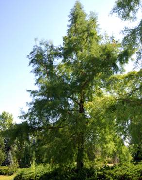 Fotografia 4 da espécie Taxodium distichum no Jardim Botânico UTAD