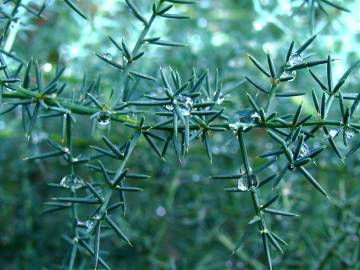 Fotografia da espécie Asparagus acutifolius