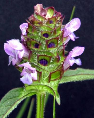 Fotografia de capa Prunella vulgaris - do Jardim Botânico